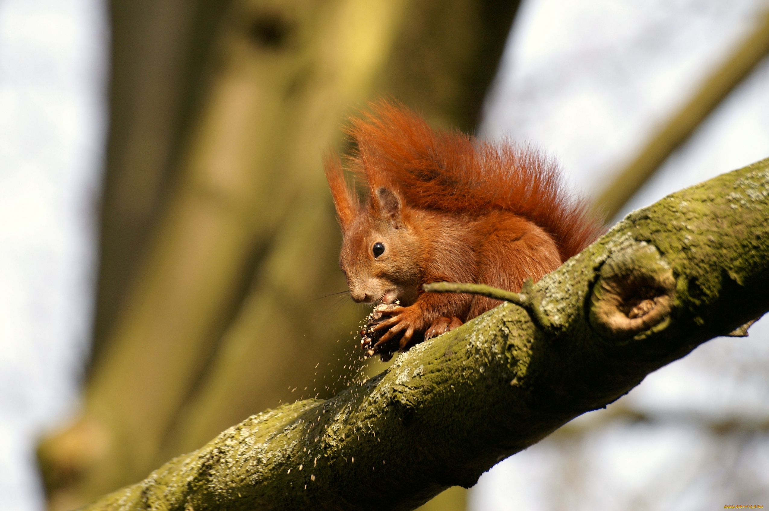 животные, белки, маленький, рыжий, обед, хвост