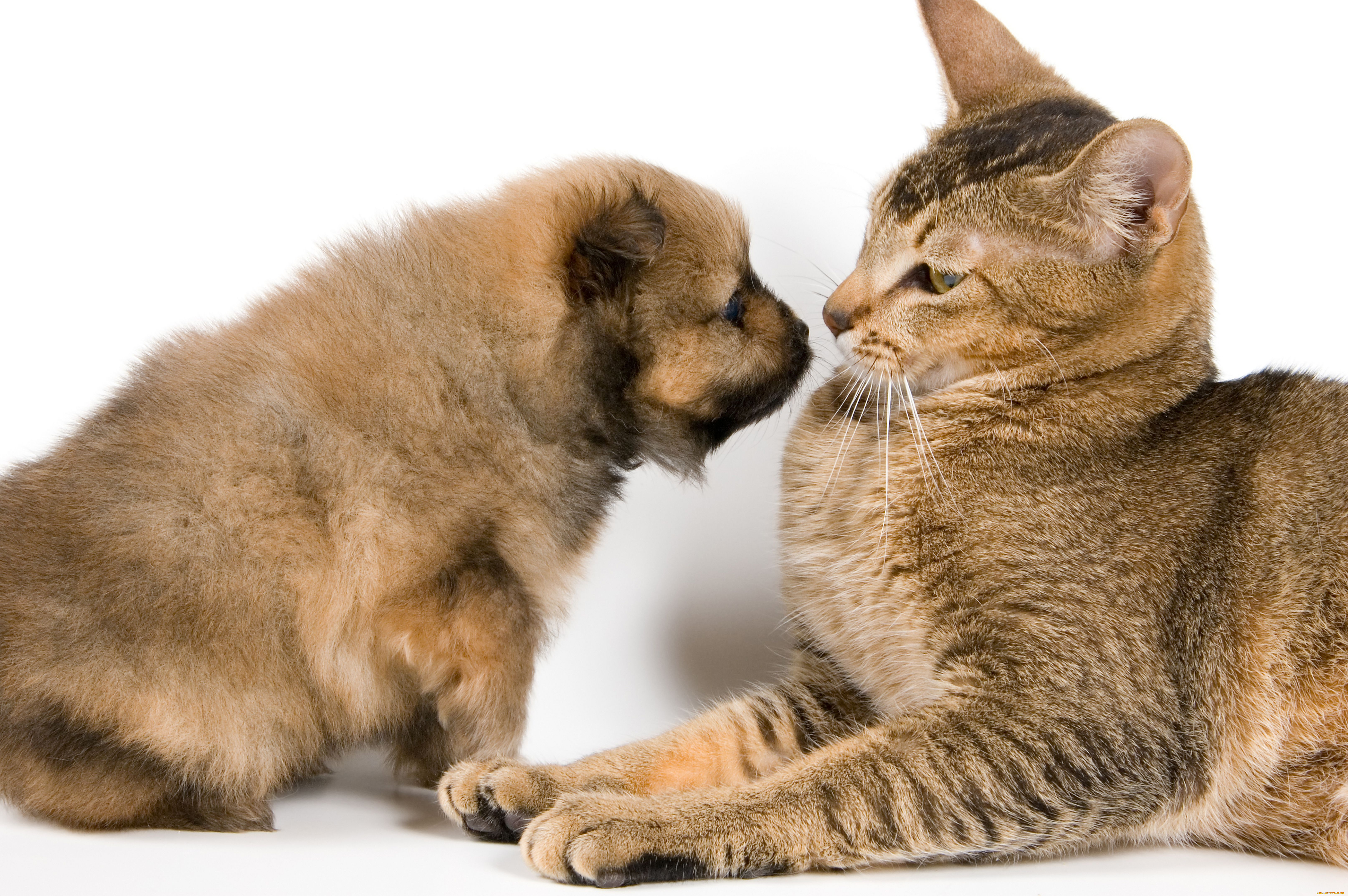 животные, разные, вместе, кошка, собака, щенок, кот