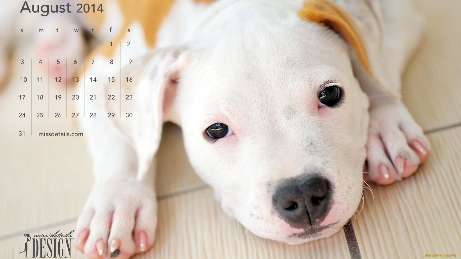 календари, животные, щенок