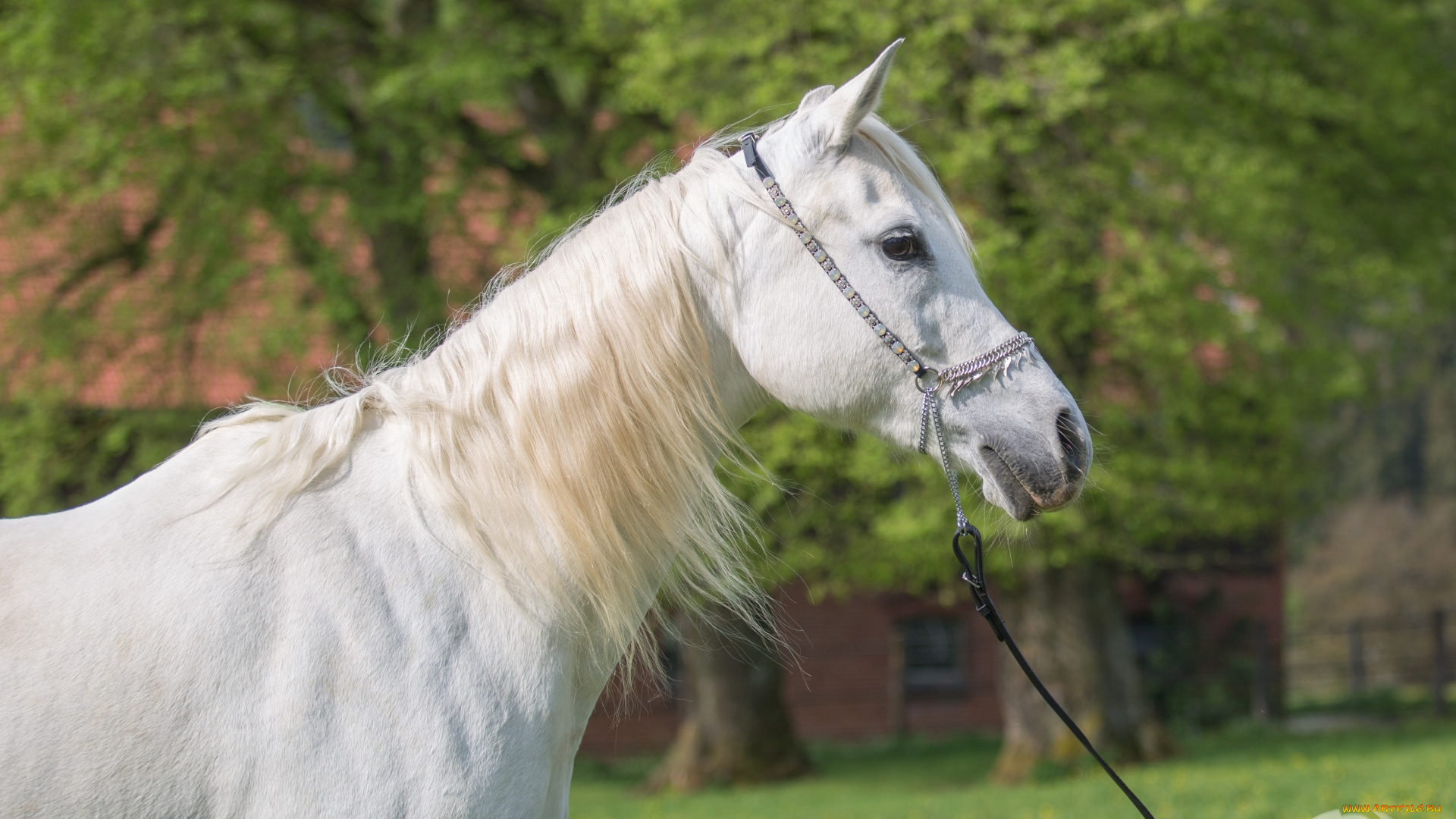 автор, , oliverseitz, животные, лошади, белый, грива, красавец