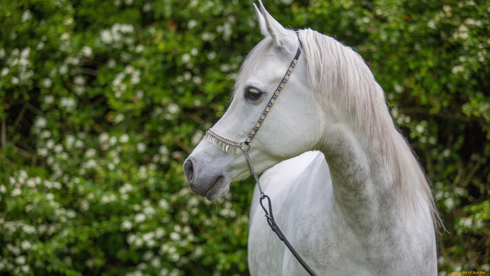 автор, , oliverseitz, животные, лошади, профиль, грация