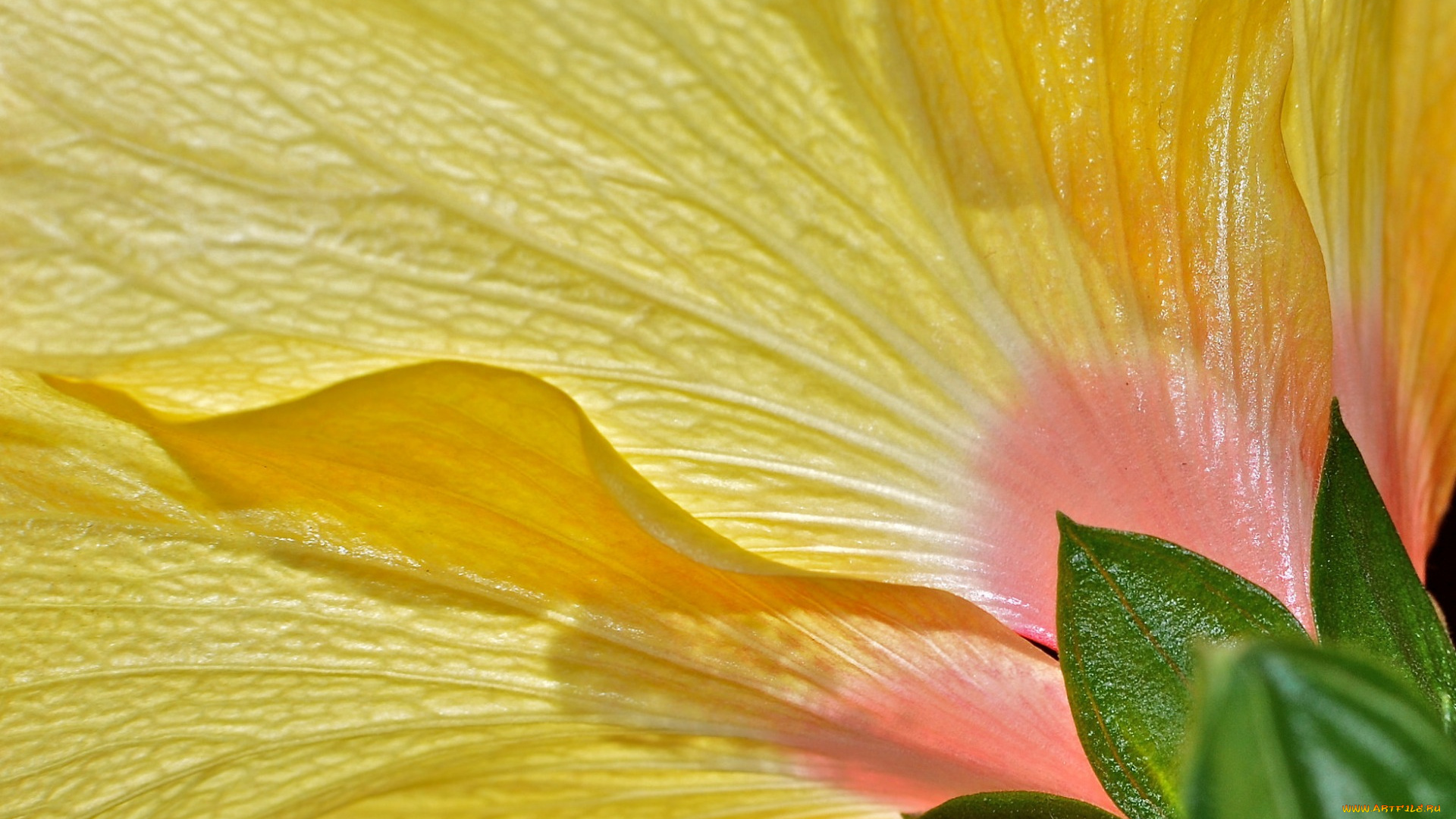 цветы, гибискусы, жёлтый, макро, лепестки, цветок, гибискус