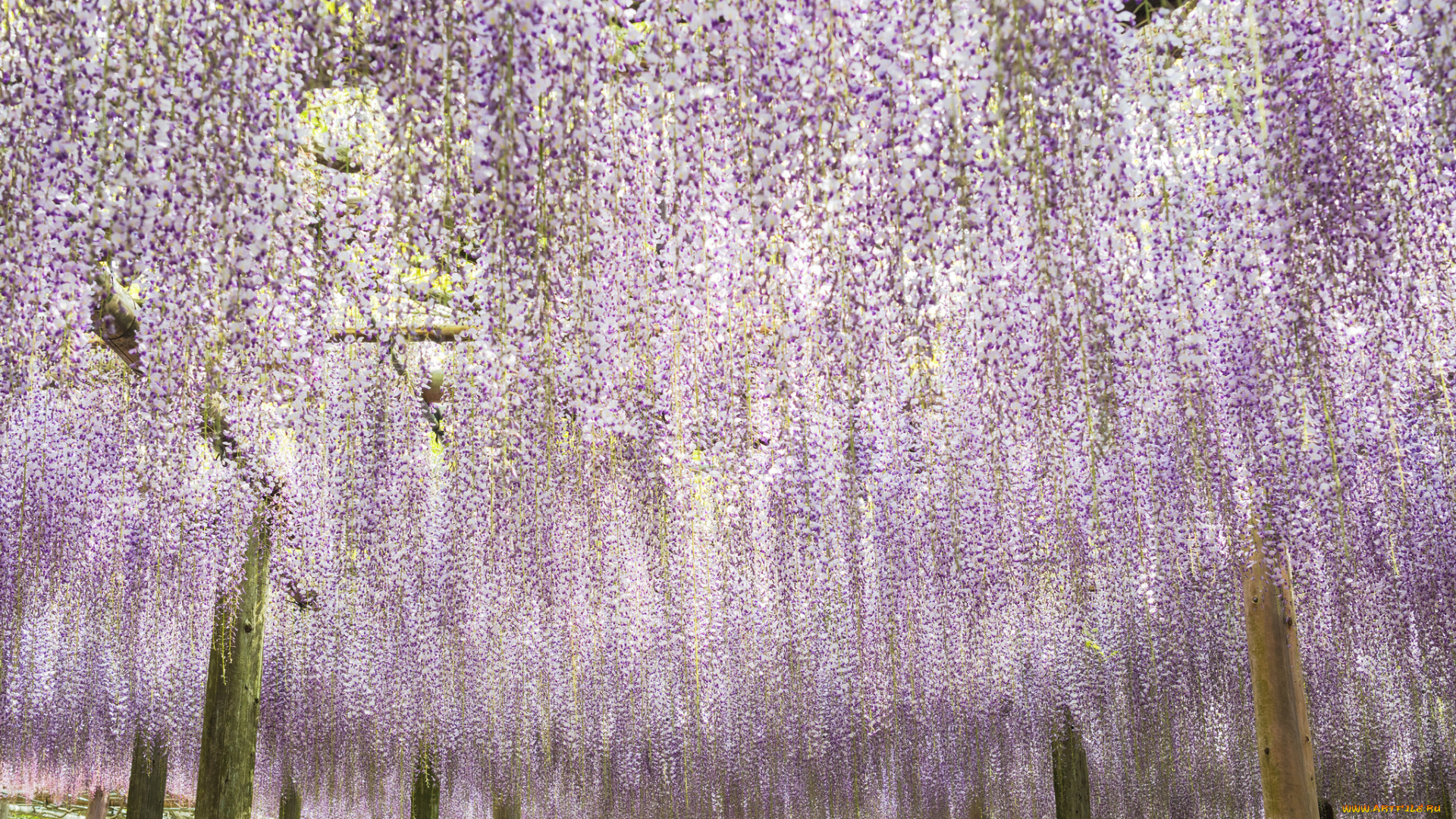 цветы, глициния