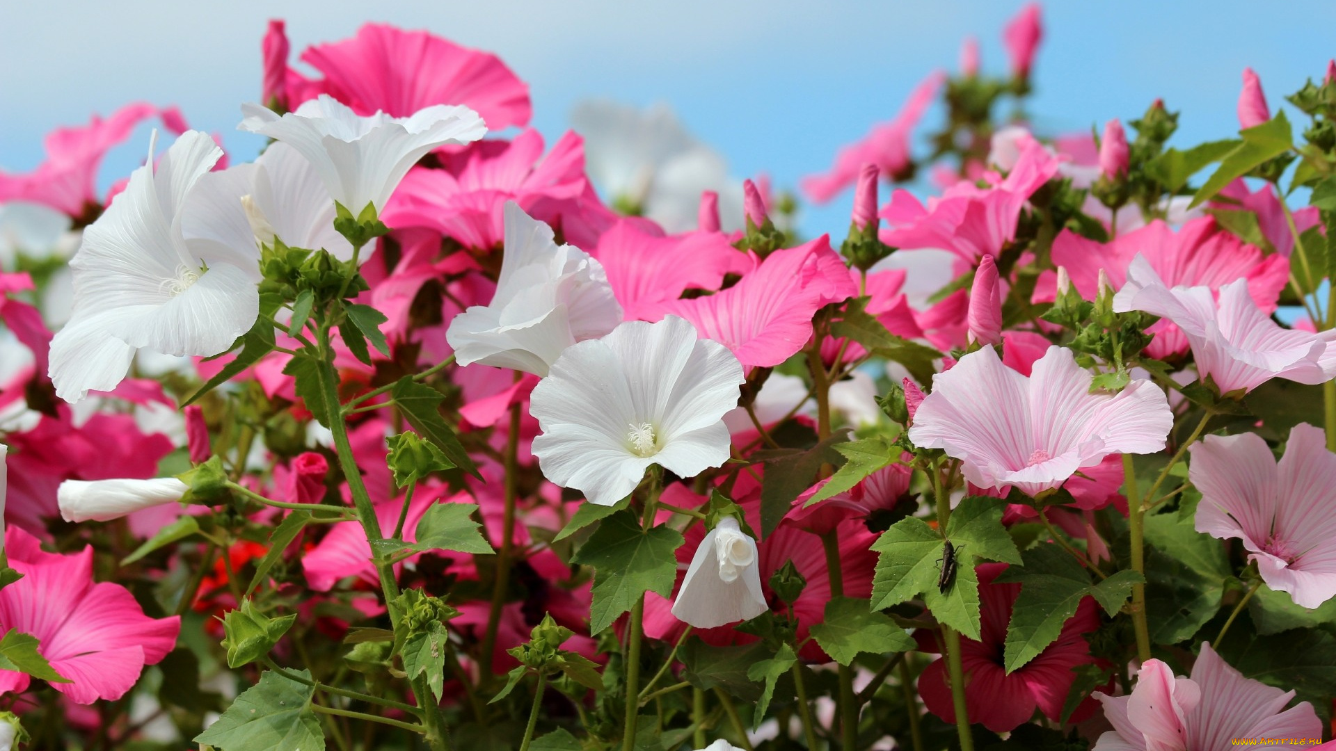 цветы, лаватера, розовые, белые