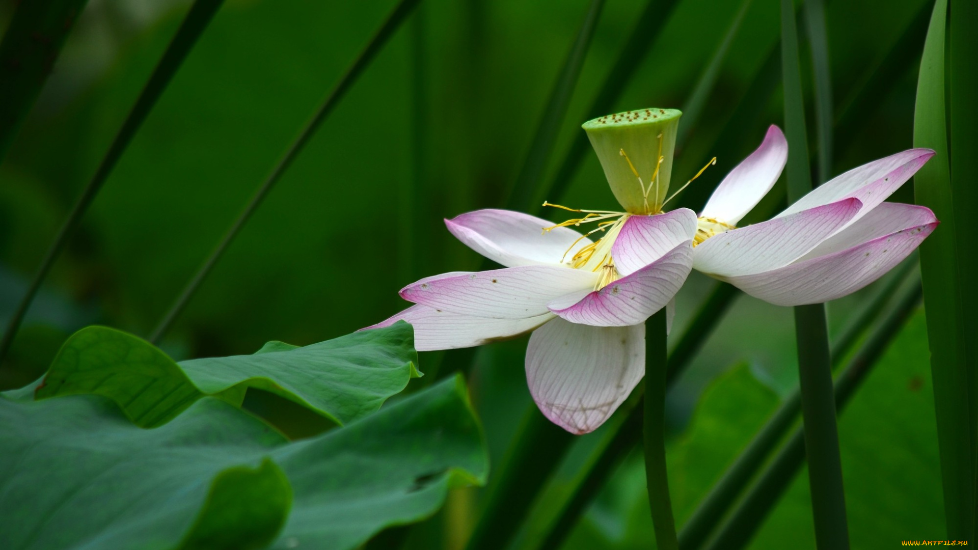 цветы, лотосы, листья, лепестки