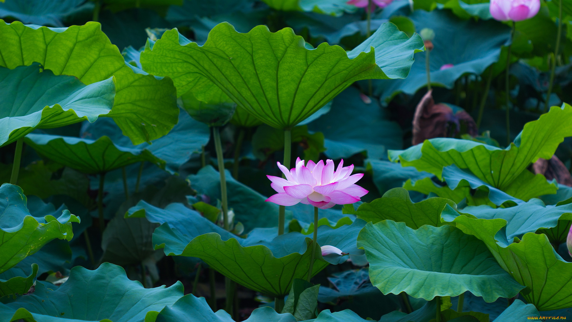 цветы, лотосы, листья, лепестки