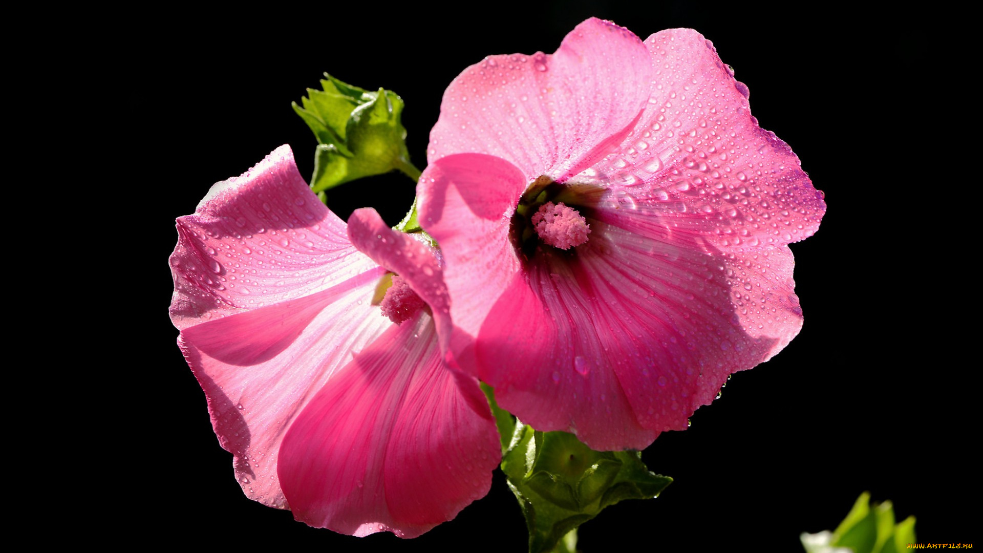 цветы, мальвы, роса, капли, макро, лепестки, мальва, краски