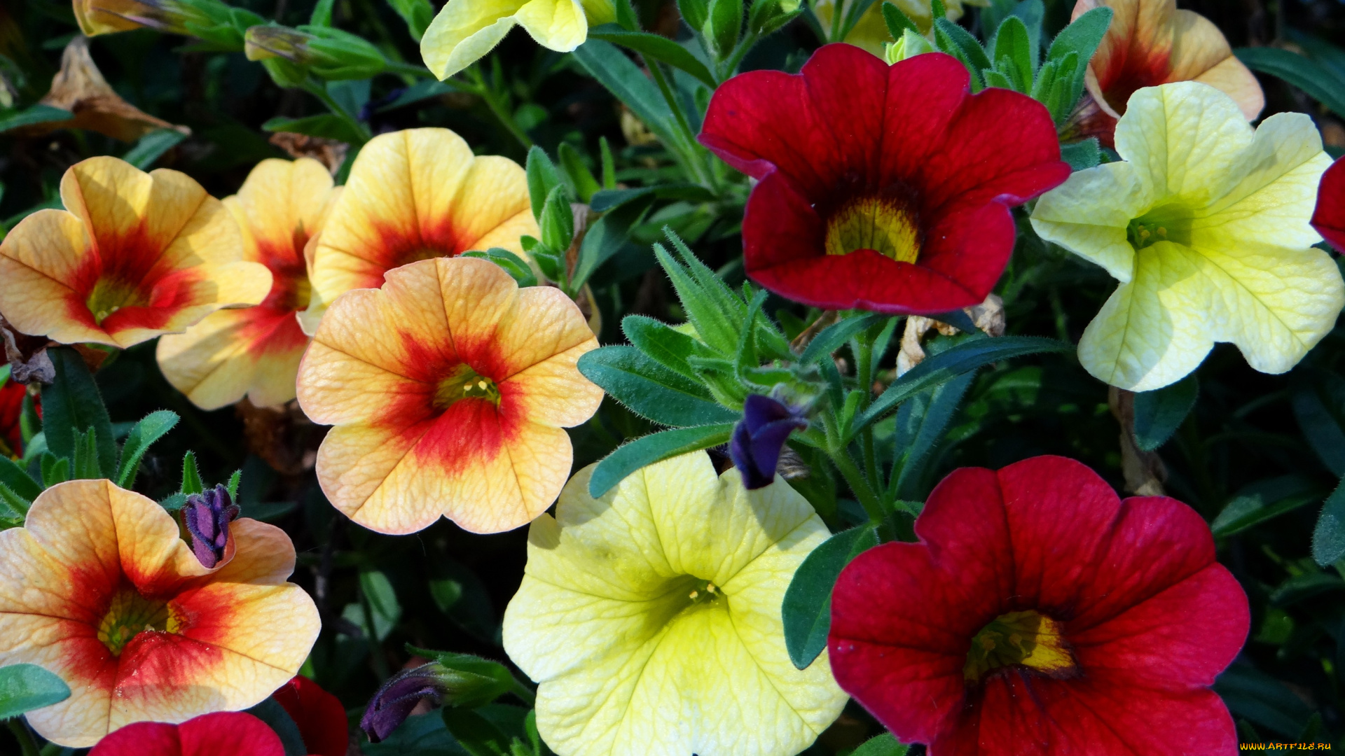 цветы, петунии, , калибрахоа, листья, лепестки, природа, поле, луг