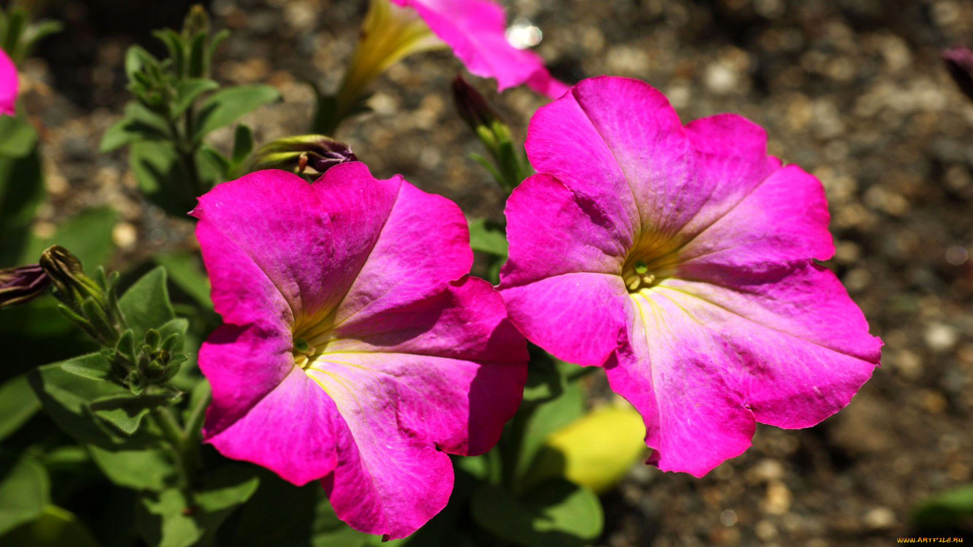 цветы, петунии, , калибрахоа, петуния, природа, клумба, луг, сад, лепестки