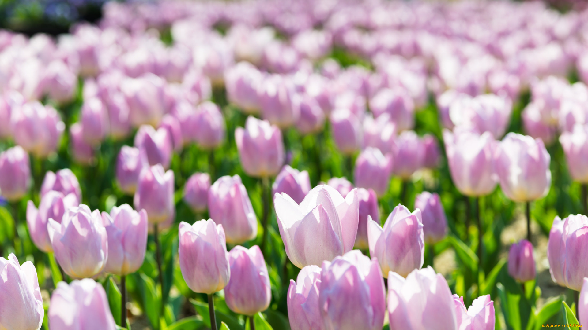 цветы, тюльпаны, сиреневые, поле