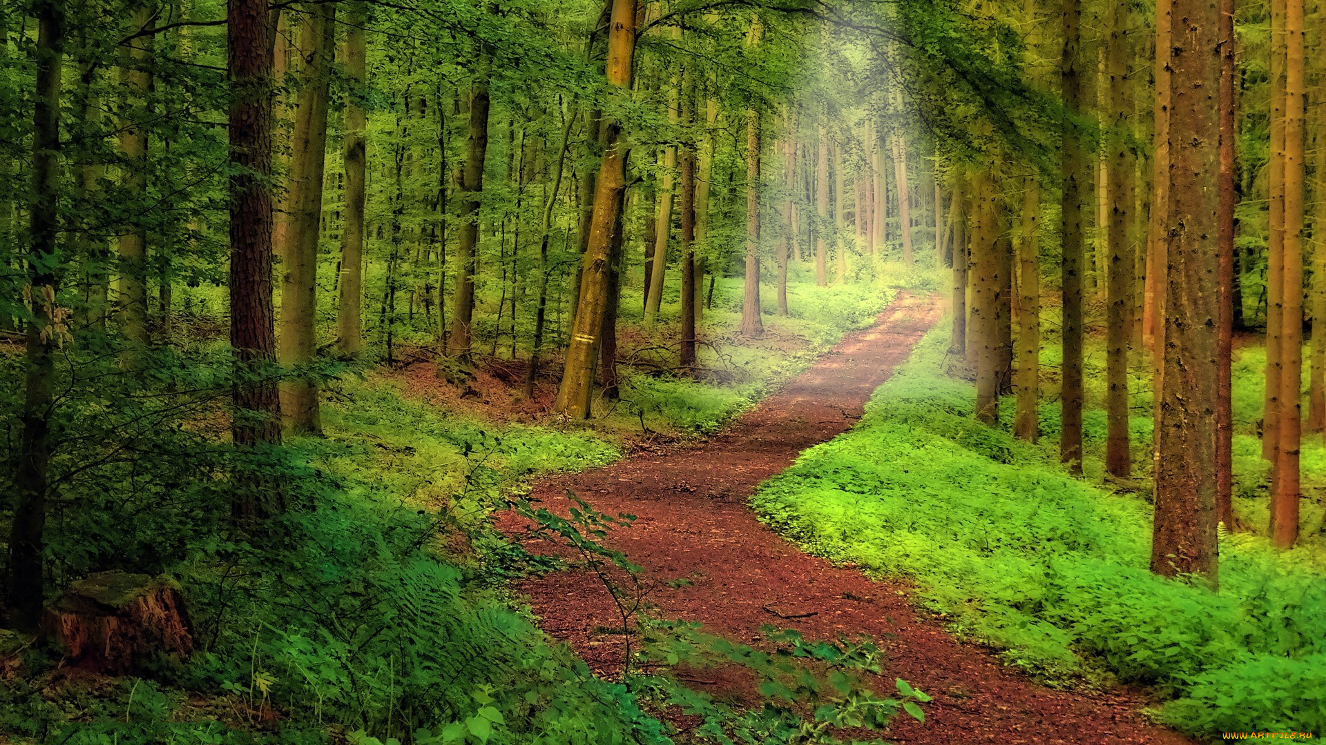 природа, дороги, тропинка, лес