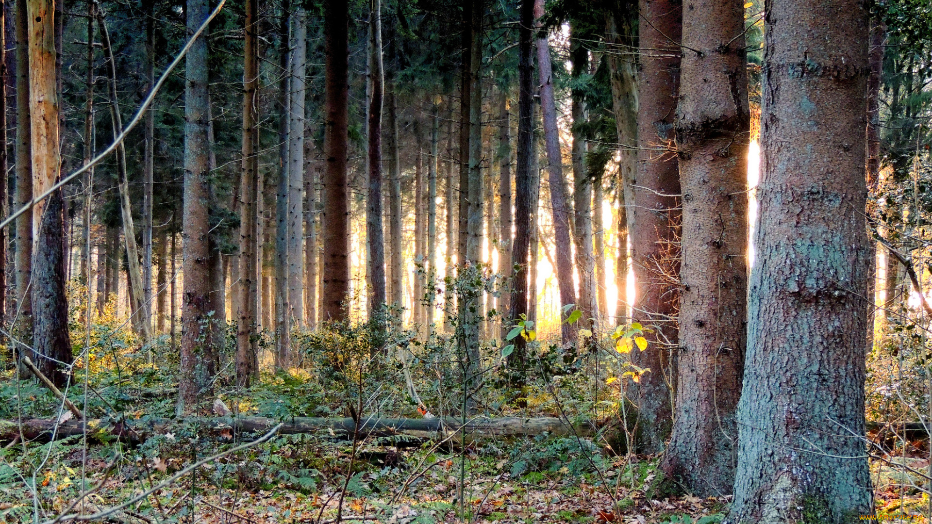 природа, лес, свет