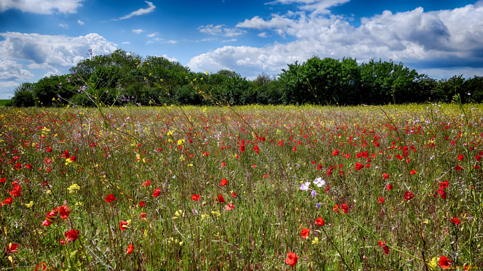 природа, луга, лес, цветы, трава