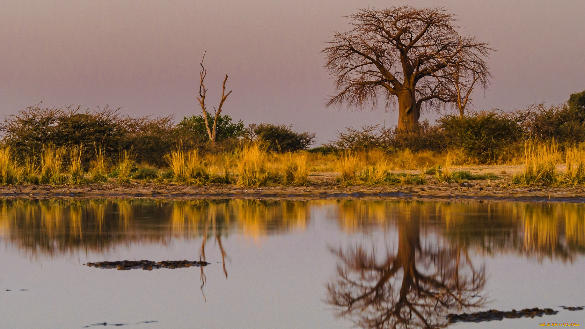 природа, реки, озера, озеро, отражение, дерево, небо