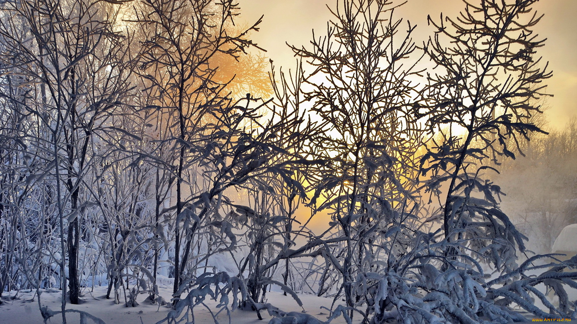 природа, зима, лес, пейзаж, снег