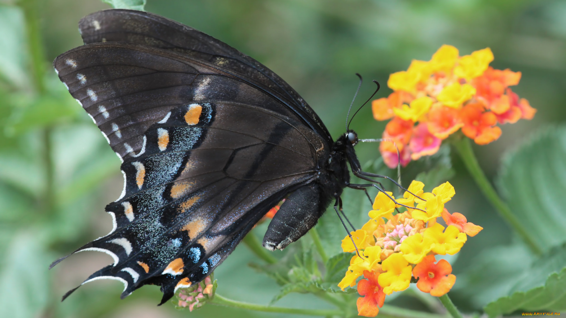 животные, бабочки, , мотыльки, , моли, бабочка