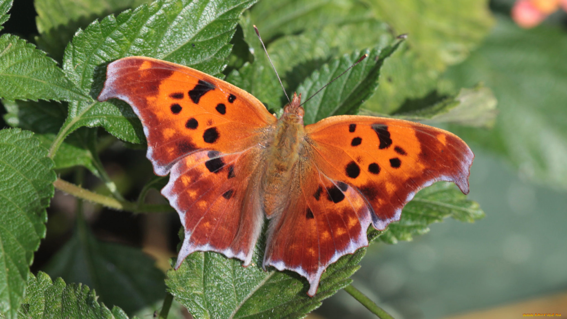 животные, бабочки, , мотыльки, , моли, бабочка