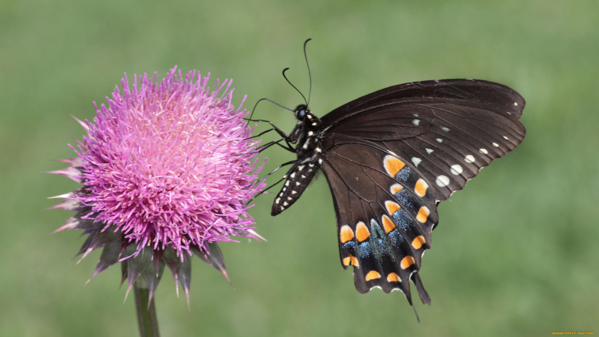 животные, бабочки, , мотыльки, , моли, бабочка