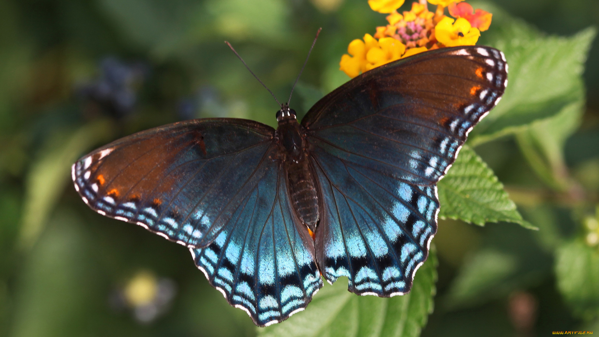 животные, бабочки, , мотыльки, , моли, бабочка