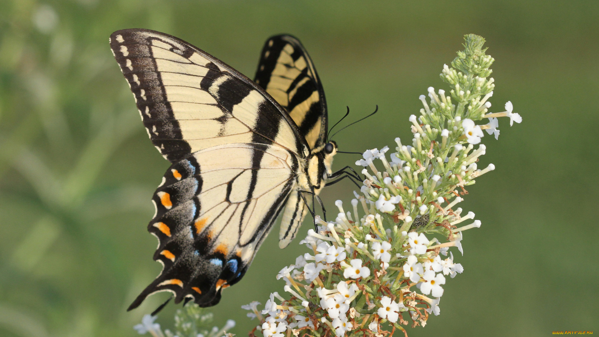 животные, бабочки, , мотыльки, , моли, бабочка