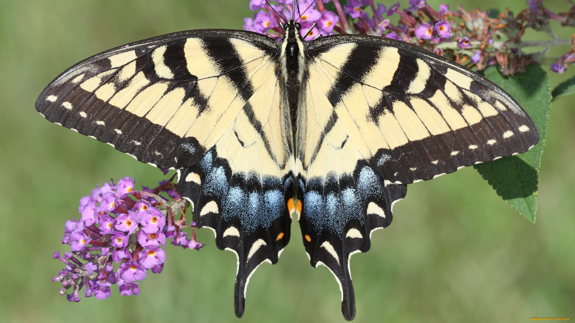животные, бабочки, , мотыльки, , моли, бабочка