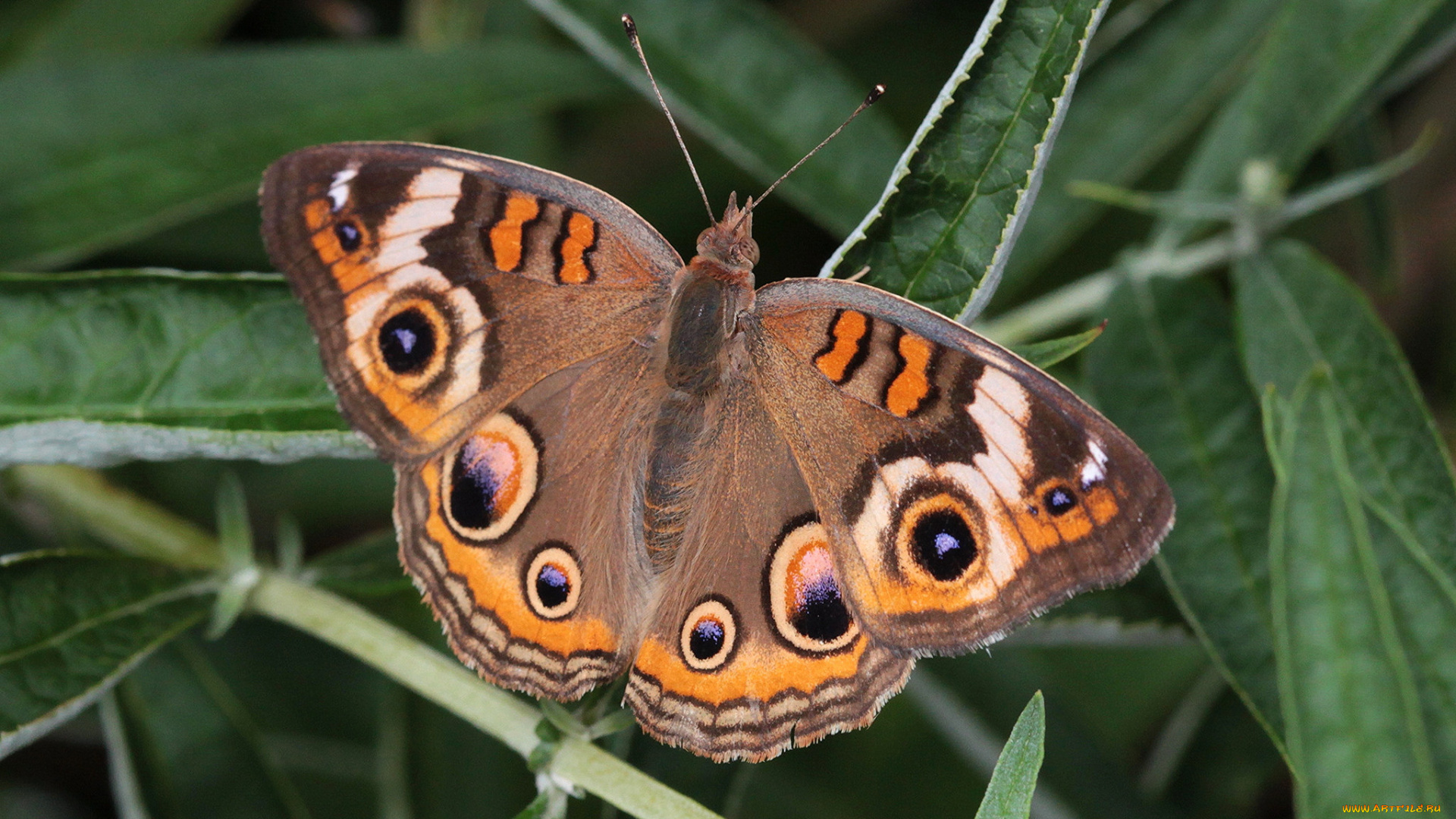 животные, бабочки, , мотыльки, , моли, бабочка