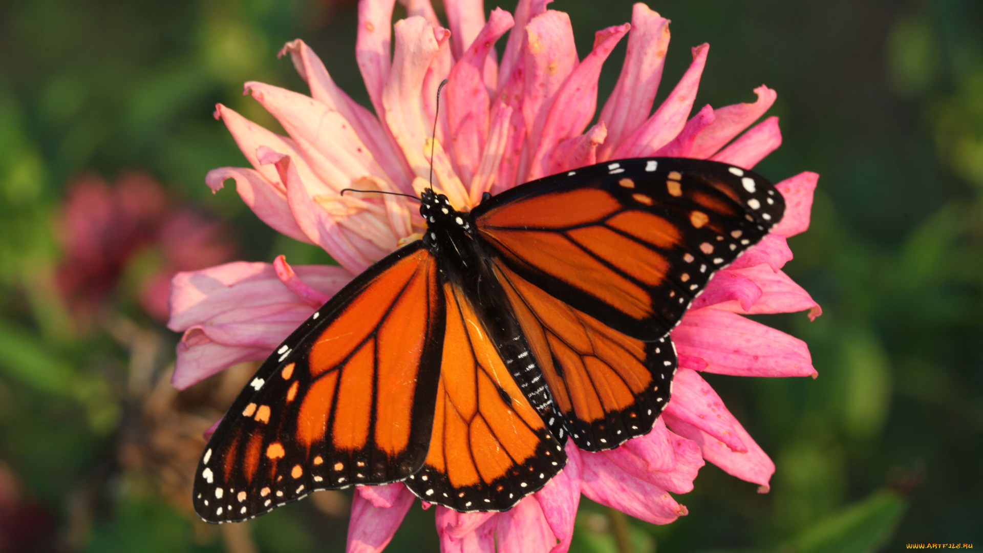 животные, бабочки, , мотыльки, , моли, бабочка