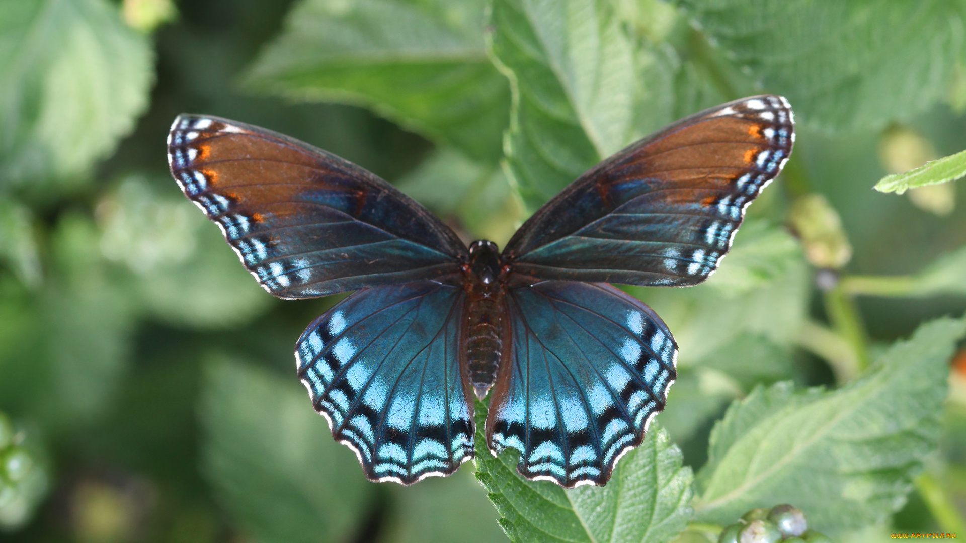 животные, бабочки, , мотыльки, , моли, бабочка