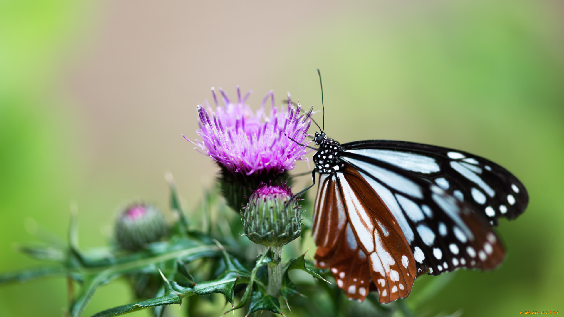 животные, бабочки, , мотыльки, , моли, бабочка, цветок, утро, макро, фон