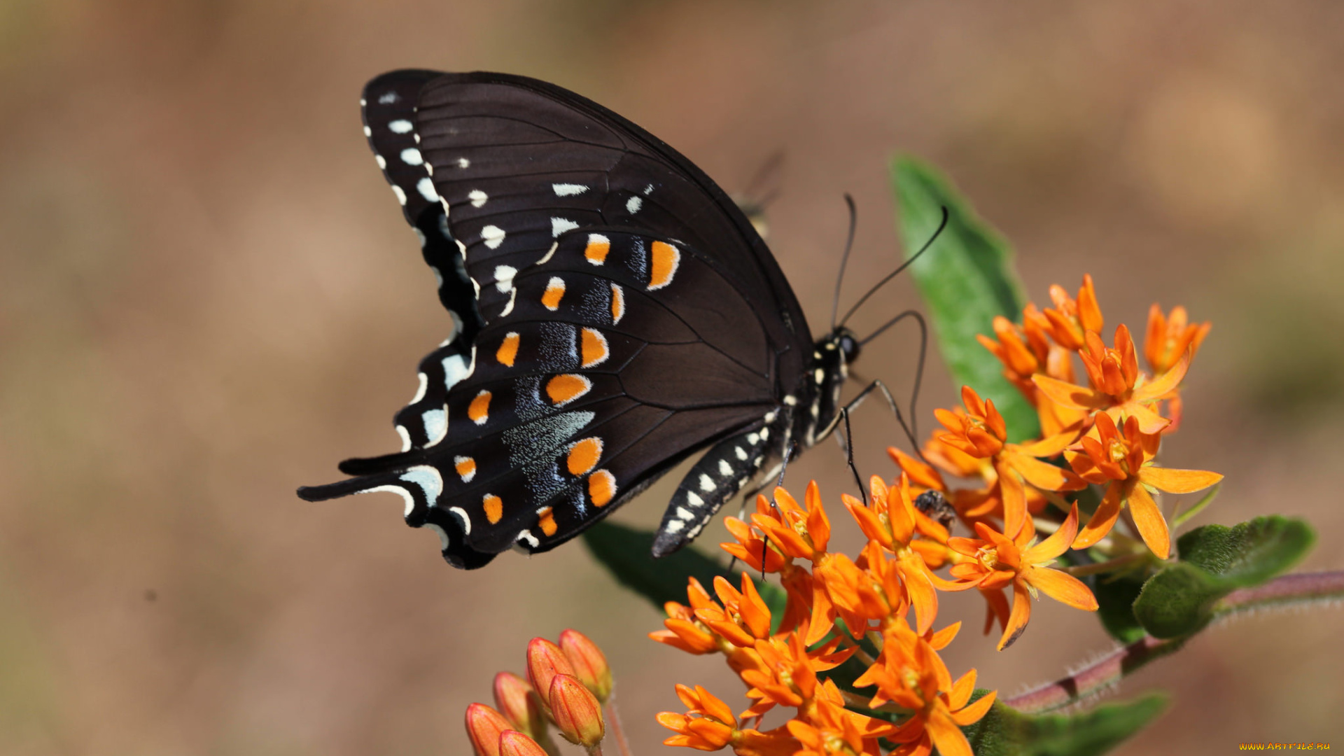 животные, бабочки, , мотыльки, , моли, бабочка
