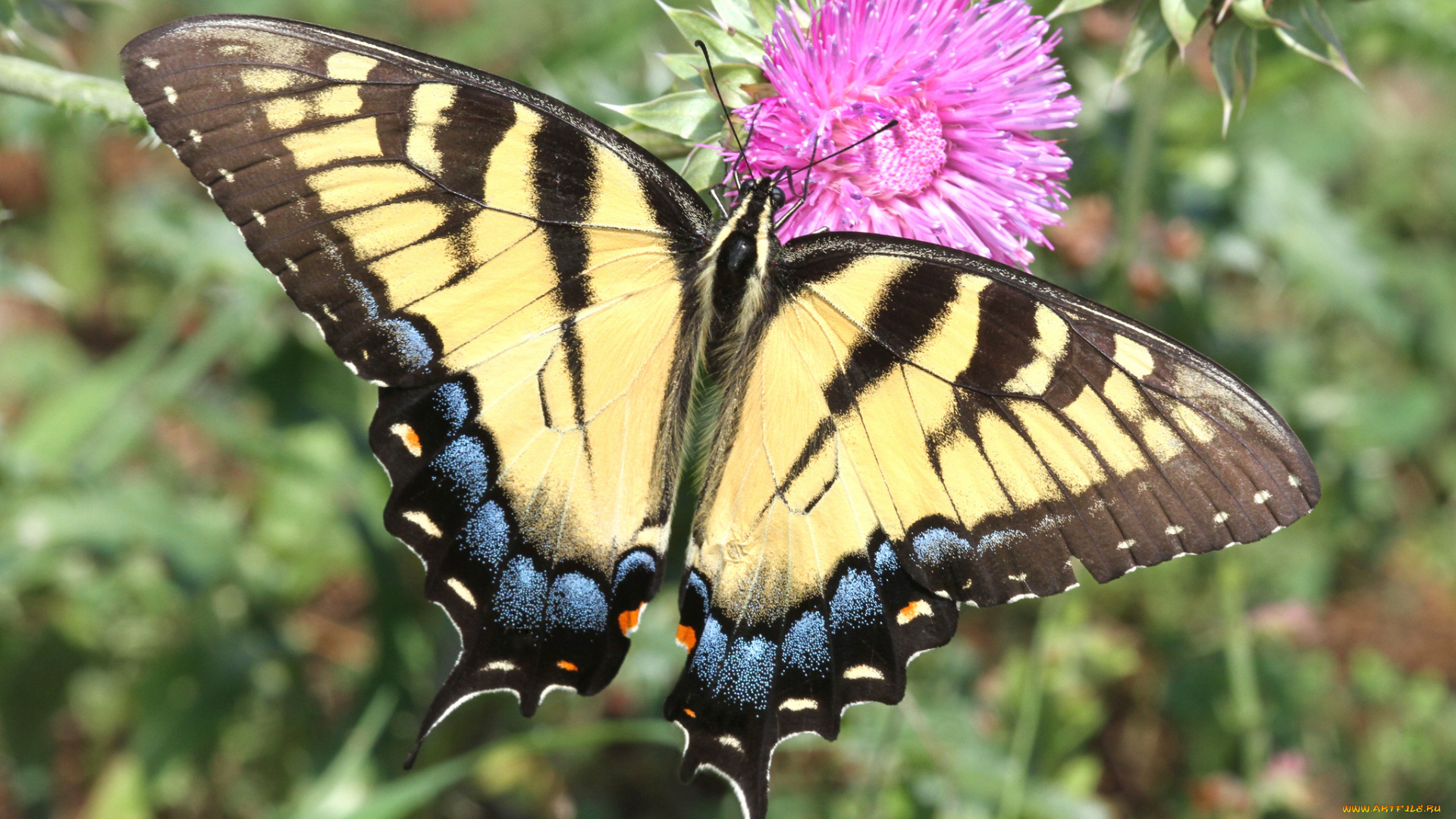 животные, бабочки, , мотыльки, , моли, бабочка