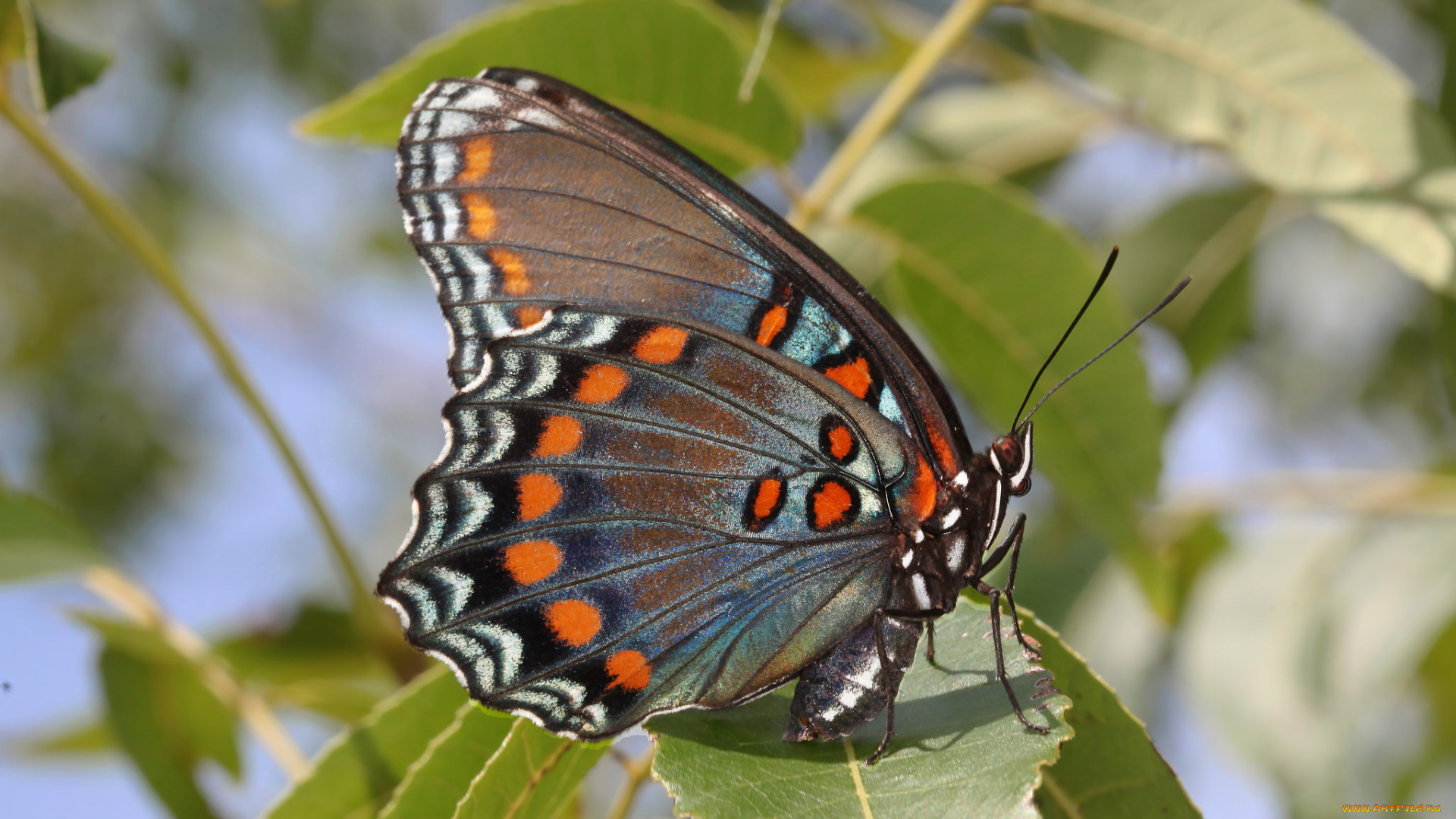 животные, бабочки, , мотыльки, , моли, бабочка
