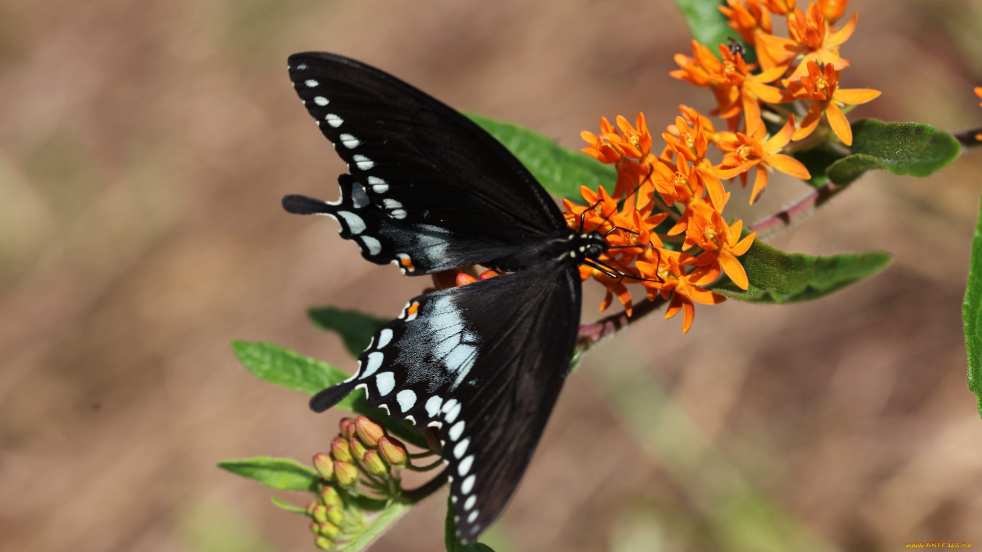 животные, бабочки, , мотыльки, , моли, бабочка
