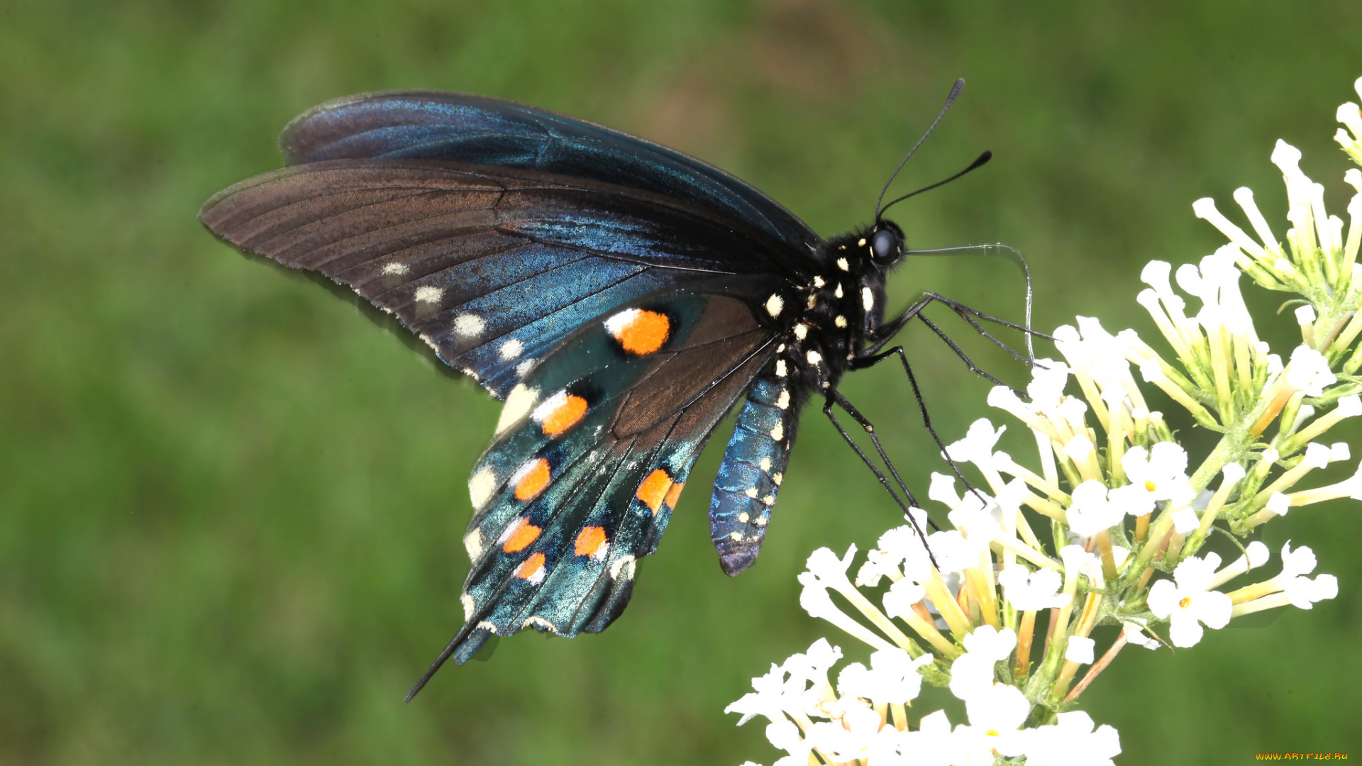 животные, бабочки, , мотыльки, , моли, бабочка