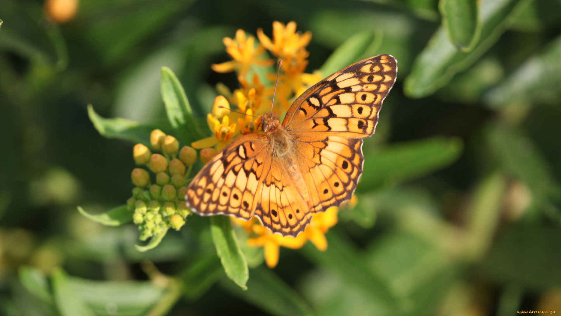 животные, бабочки, , мотыльки, , моли, бабочка