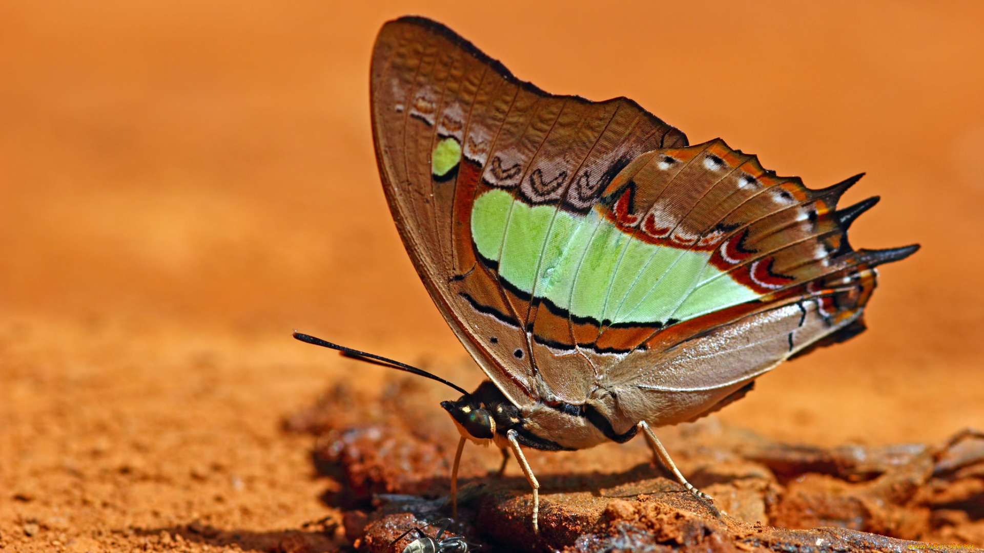 животные, бабочки, , мотыльки, , моли, макро, бабочка, крылья