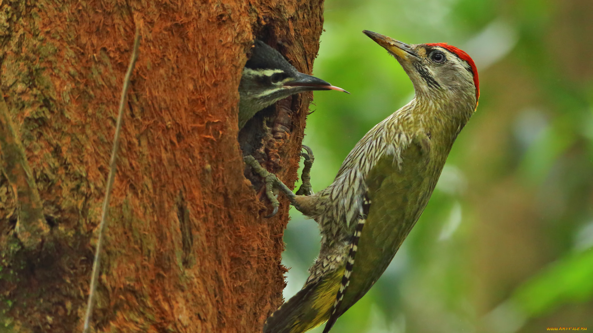 животные, дятлы, дятел, птица, птенец, дупло, дерево
