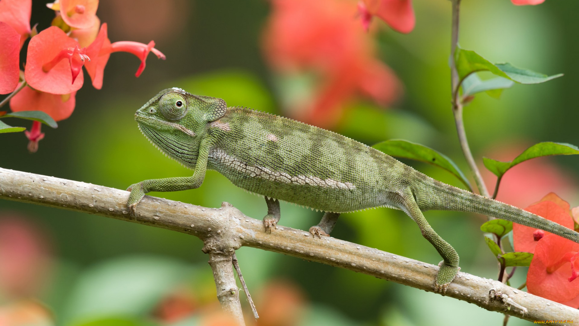 животные, хамелеоны, макро, цветы, ветка, хамелеон