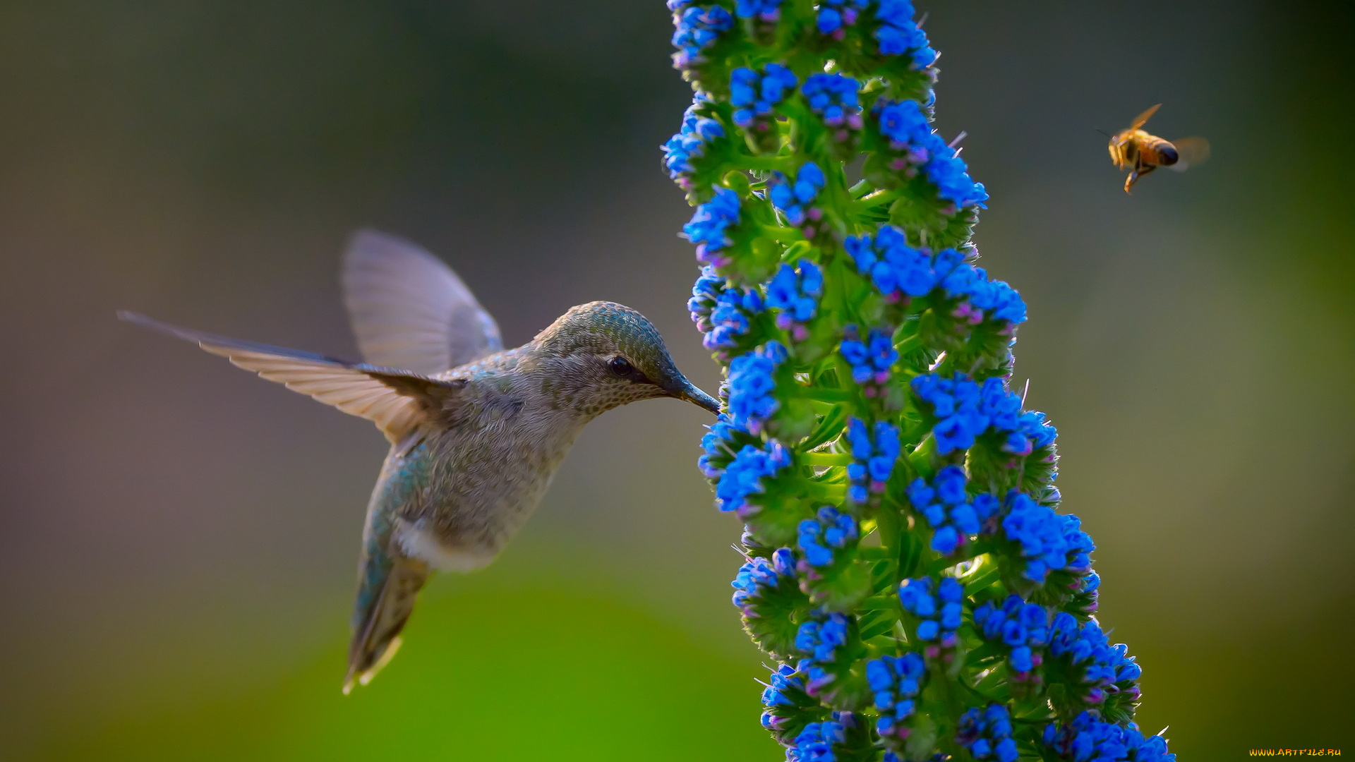 животные, колибри, природа, цветок, птица