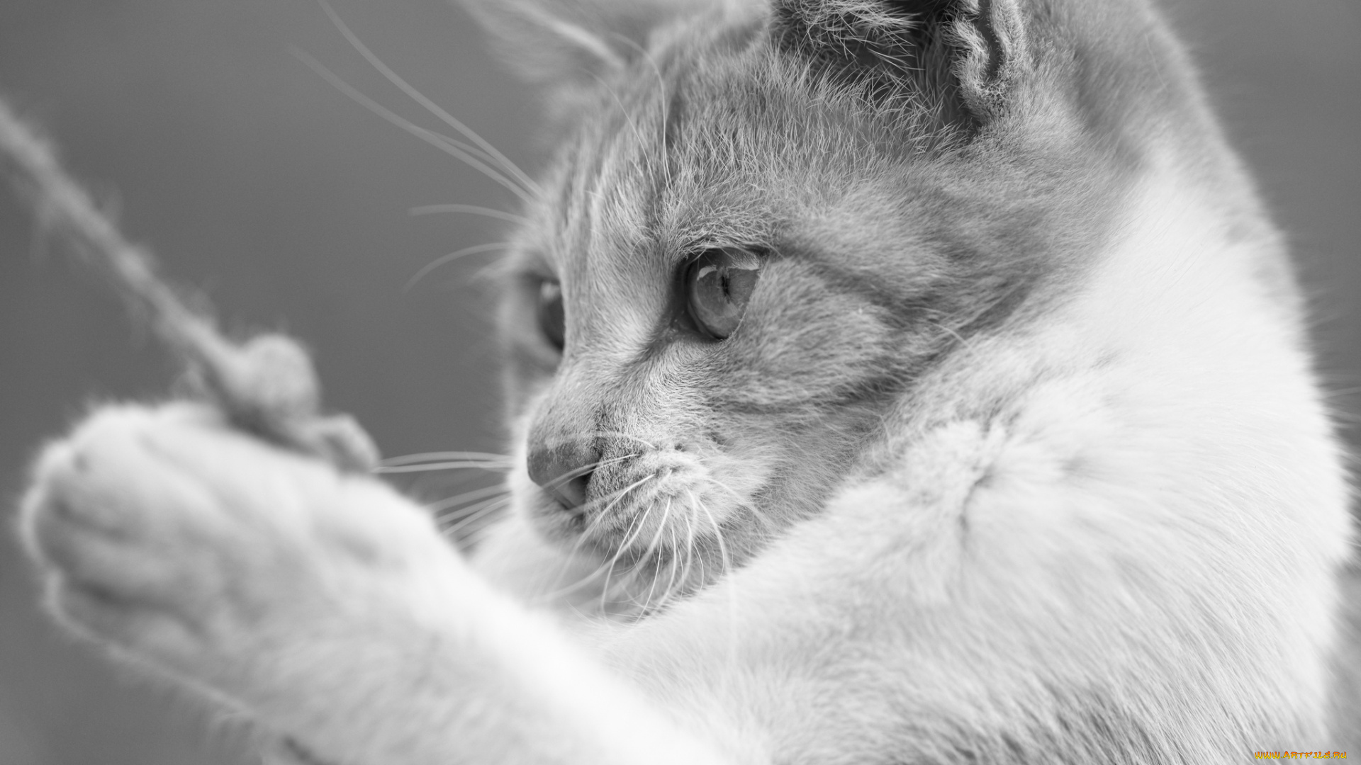 животные, коты, чёрно-белое, киса, кот, моська, усики, игра