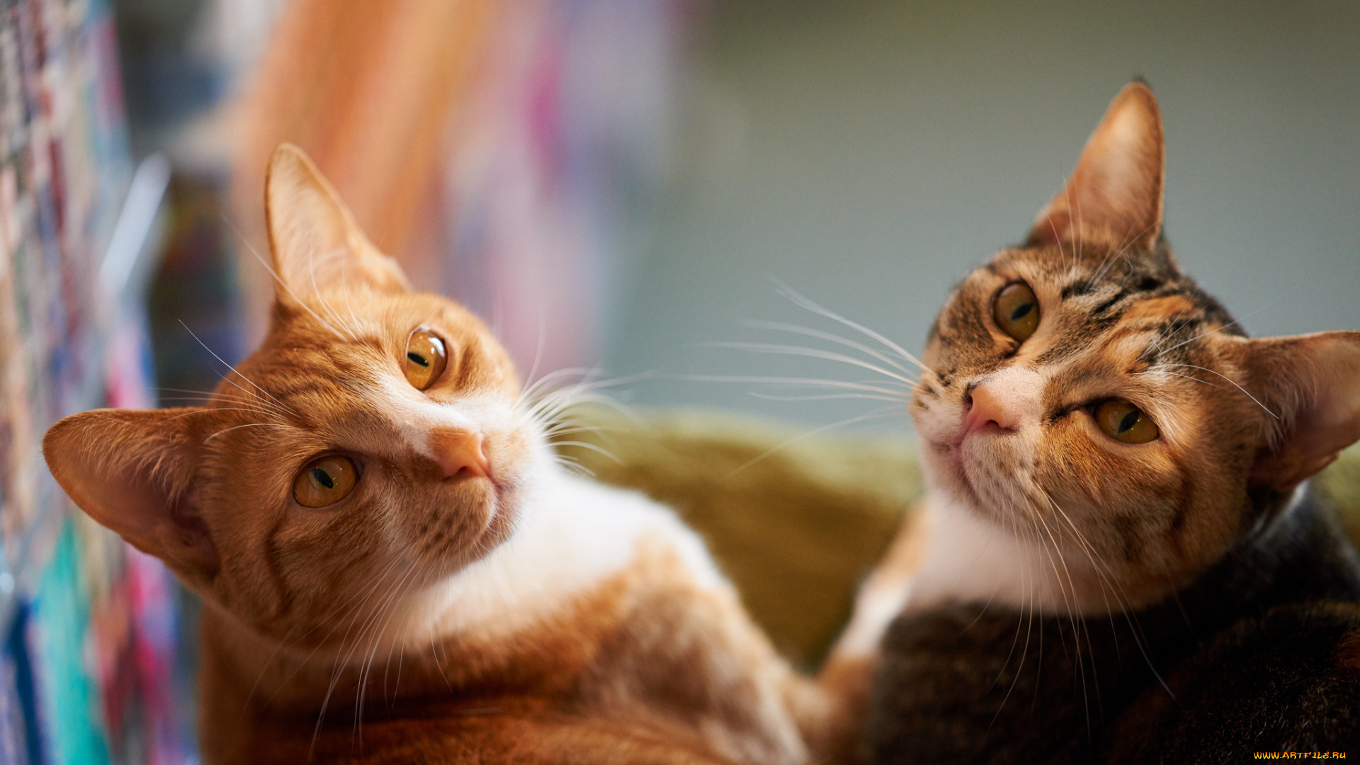 животные, коты, фон, кошки, пара