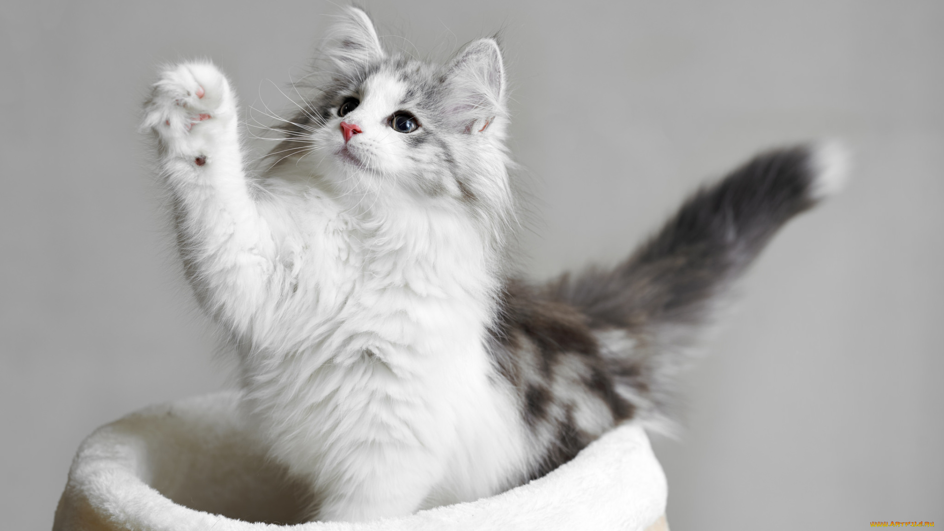 животные, коты, киса, взгляд, кошка, кот, коте, мешок, лапка