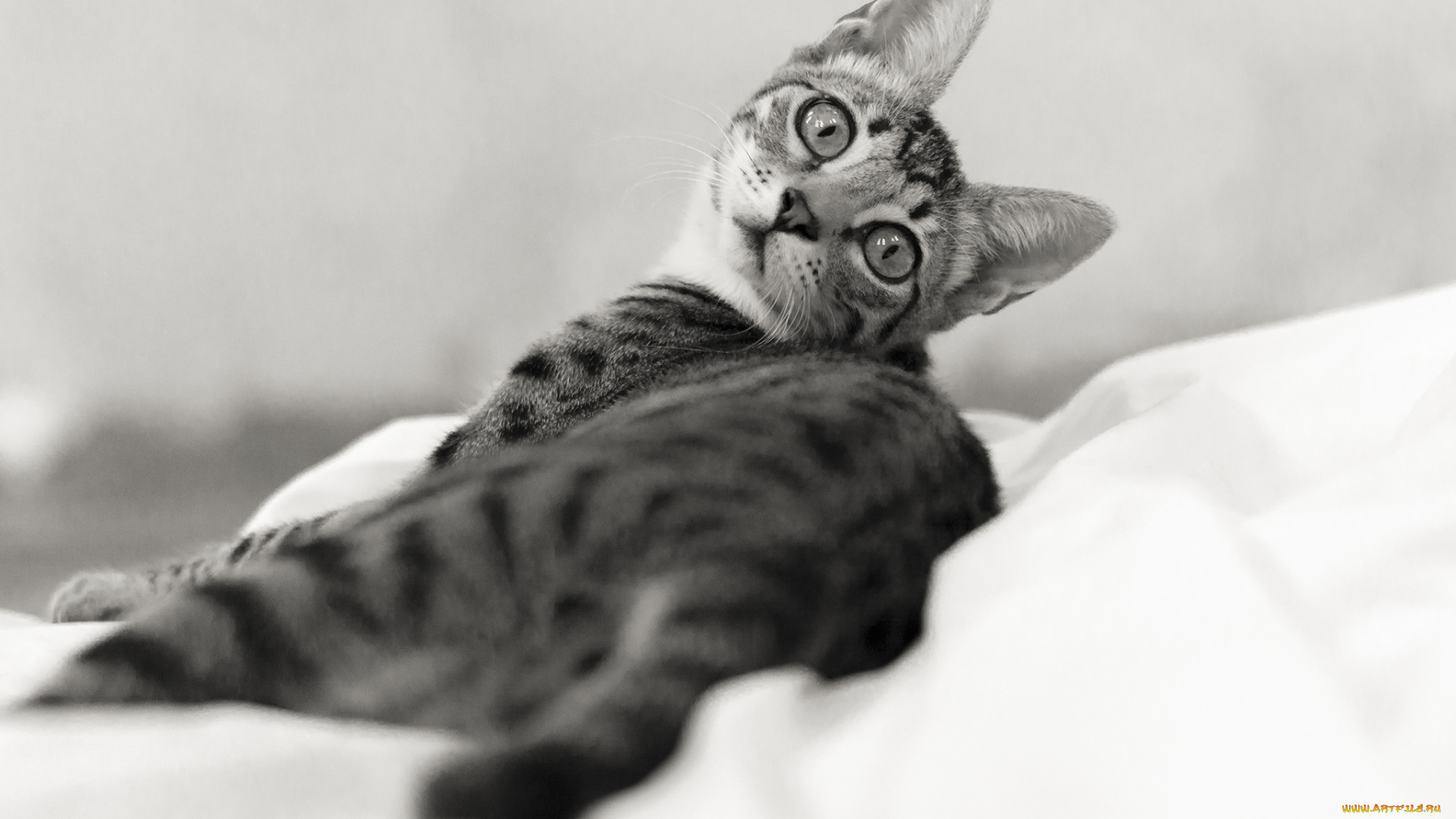 животные, коты, кошка, чёрно-белое