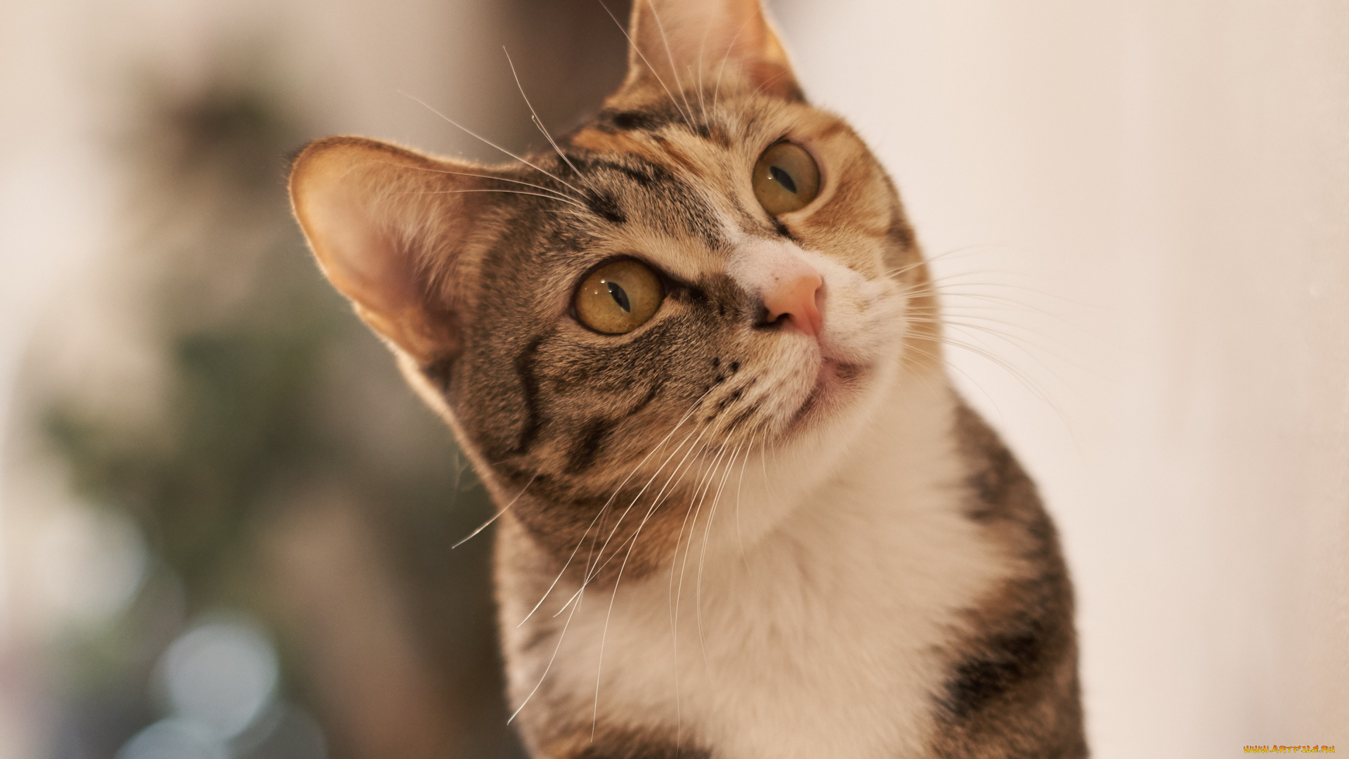 животные, коты, кошка, кот, киса, взгляд, коте