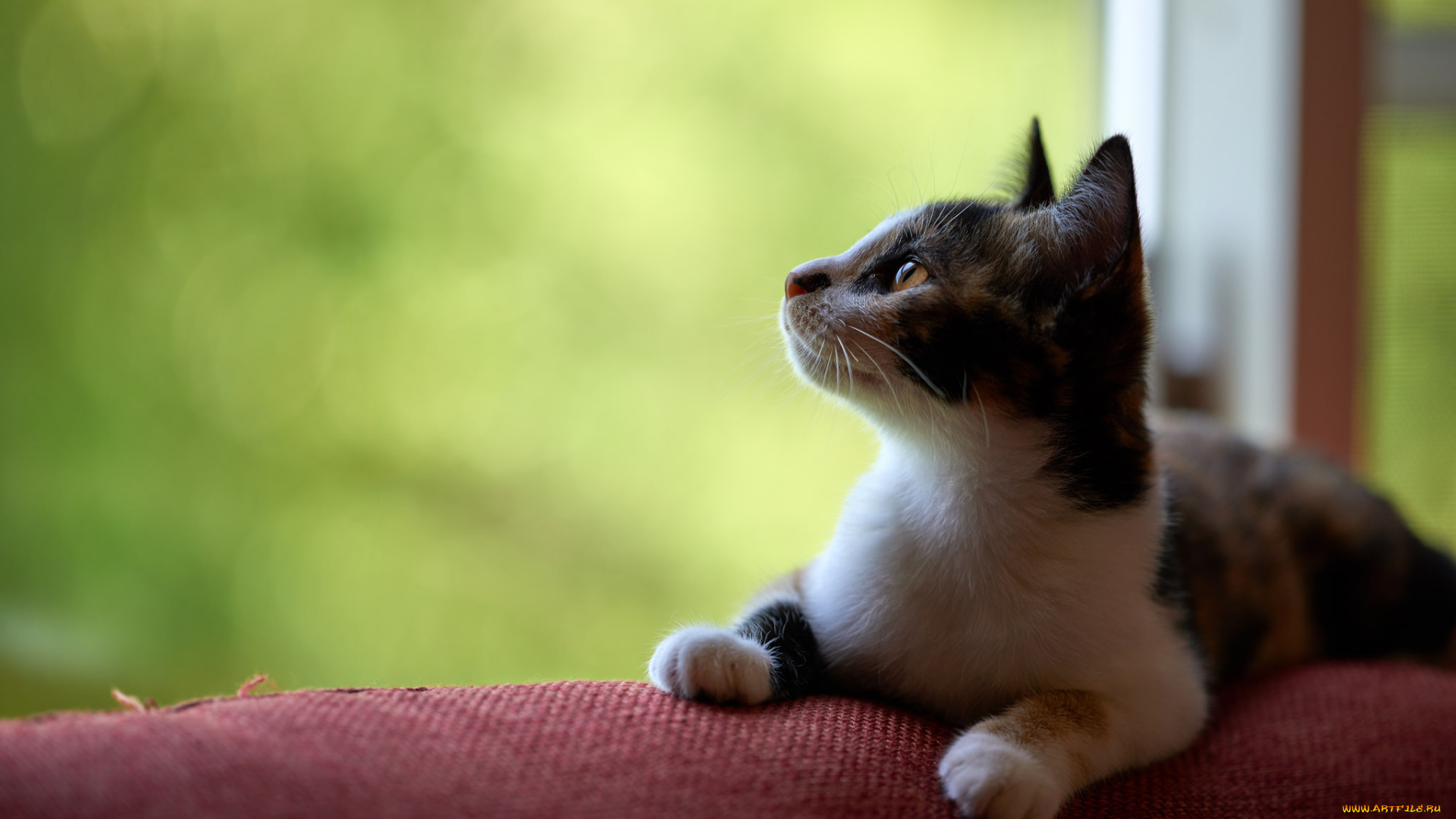 животные, коты, кошка, кот, коте, киса