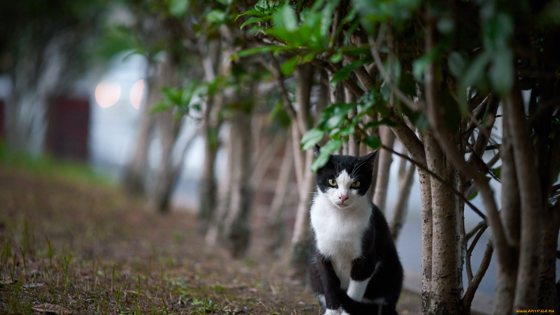 животные, коты, кошка, кот, коте, киса, природа, кусты