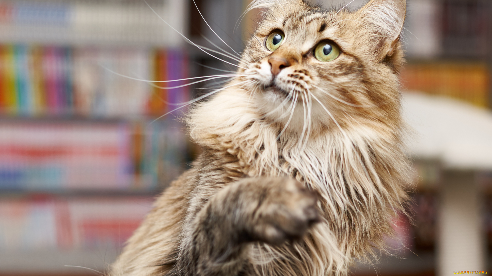 животные, коты, кошка, коте, взгляд, кот, киса