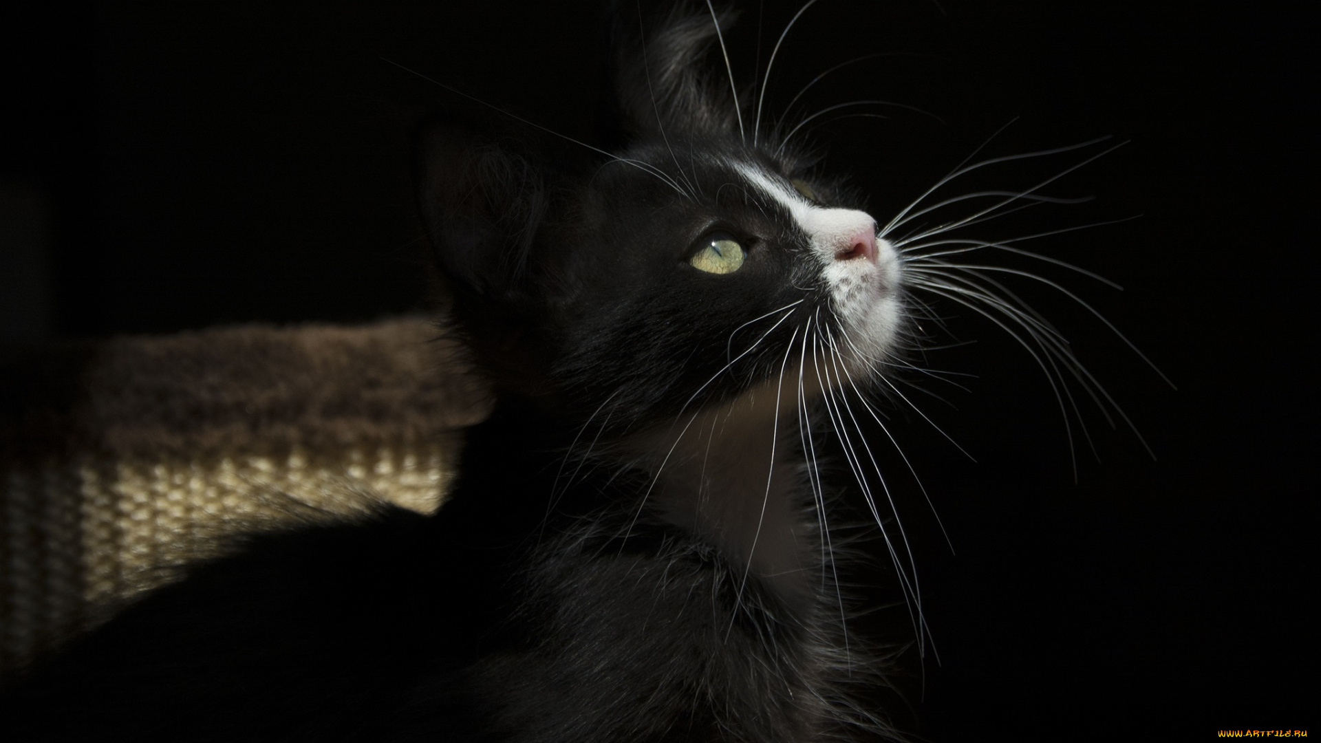 животные, коты, кошка, усы, свет