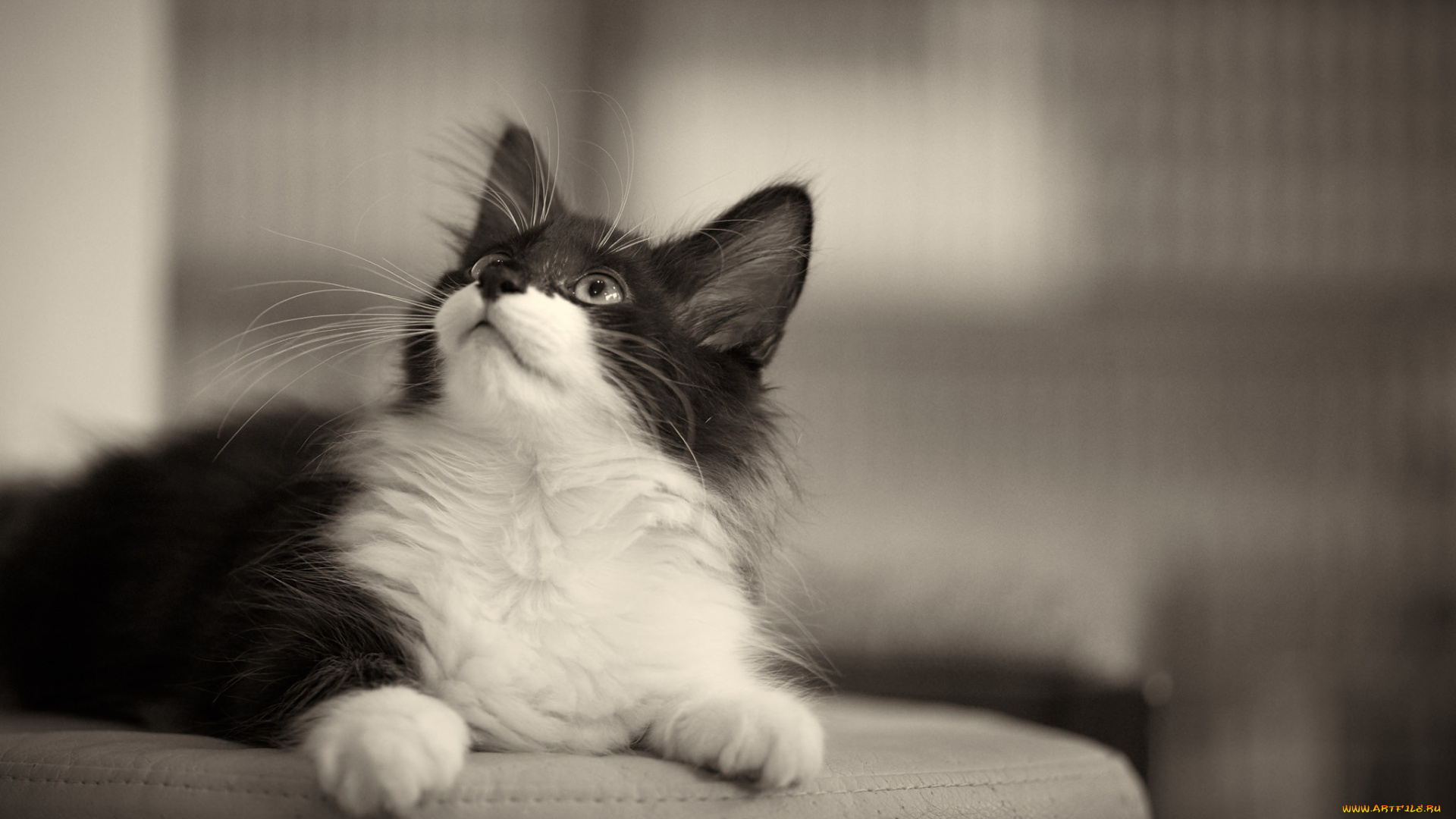 животные, коты, кошка, взгляд, кот, коте, киса