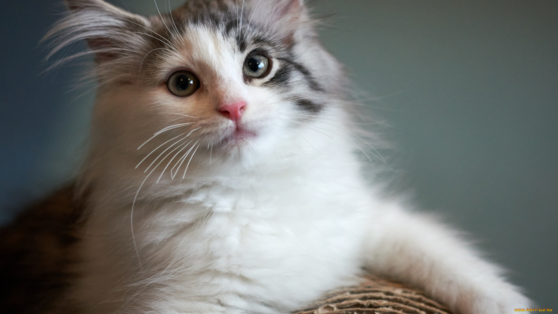 животные, коты, кошка, взгляд, коте, киса, кот